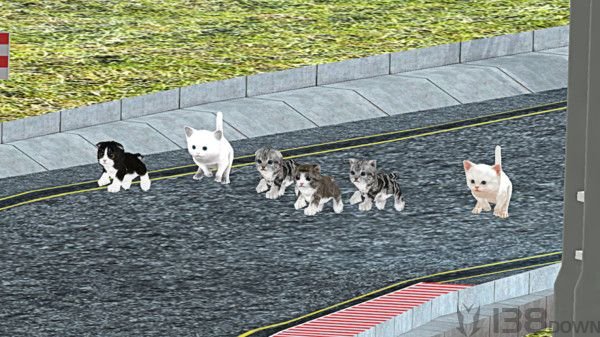 小猫对决