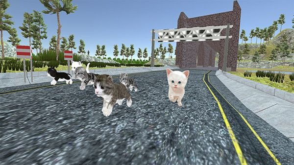 小猫对决