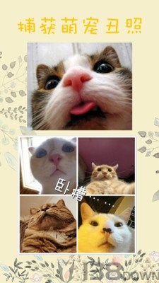 猫翻译
