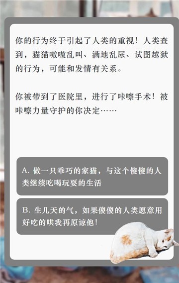 流浪猫的一生