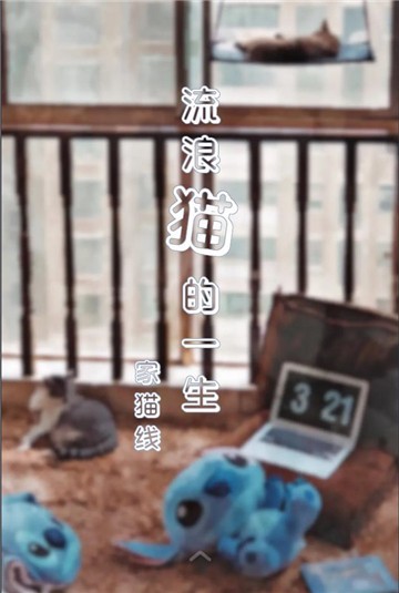 流浪猫的一生家猫篇