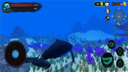 海洋动物世界