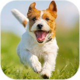 帕森斯犬模拟器