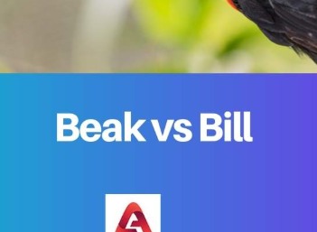 分不清Bill和Beak？一文看懂两个单词的适用范围与用法